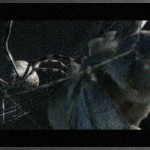 loom-polynoid-banner